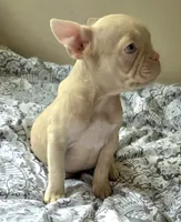 Pink Pink, a female French Bulldog for sale in Jacksonville, FL – 2 of 6
