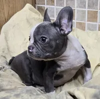 processed/5ce4b4e7-85fc-449b-af10-9709166ceb5f/listing/c0f006b2-56d8-4e87-a076-8cc327316d5b/1fd69638-0ad1-4eb0-b944-671b125a2c55