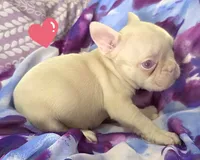 Pink Pink, a female French Bulldog for sale in Jacksonville, FL – 3 of 4