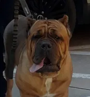 Getty Mage M, a male Cane Corso for sale in Madera, CA – Photo 7 of 9