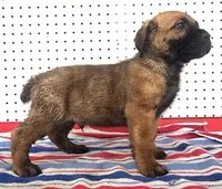 Getty Mage M, a male Cane Corso for sale in Madera, CA – Photo 5 of 9