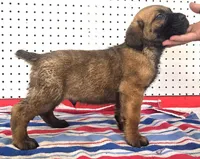 Getty Mage M, a male Cane Corso for sale in Madera, CA – Photo 4 of 9