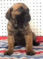 Getty Mage M, a male Cane Corso for sale in Madera, CA – Photo 2 of 9