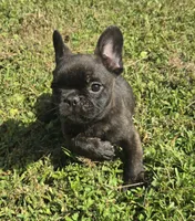Burlington , a male French Bulldog for sale in Jacksonville, FL – 3 of 4