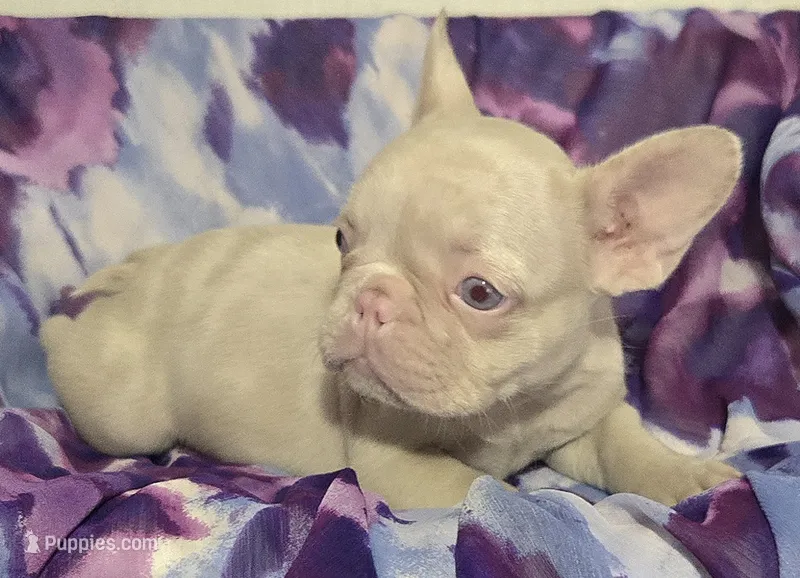 Pink Merle Pink – French Bulldog puppy for sale in Jacksonville, FL