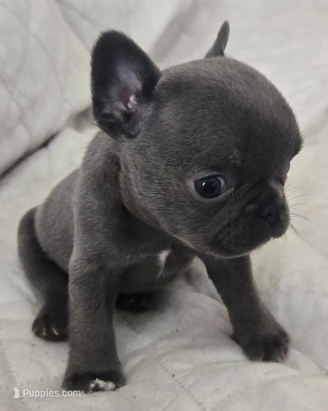 Micro Blu Boi pink – French Bulldog puppy for sale in Jacksonville, FL