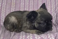 Sable FLUFFY BOI, a male French Bulldog for sale in Jacksonville, FL – 5 of 6