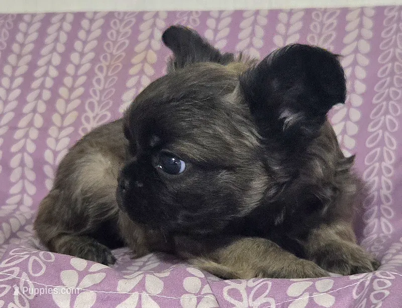 Sable FLUFFY BOI – French Bulldog puppy for sale in Jacksonville, FL