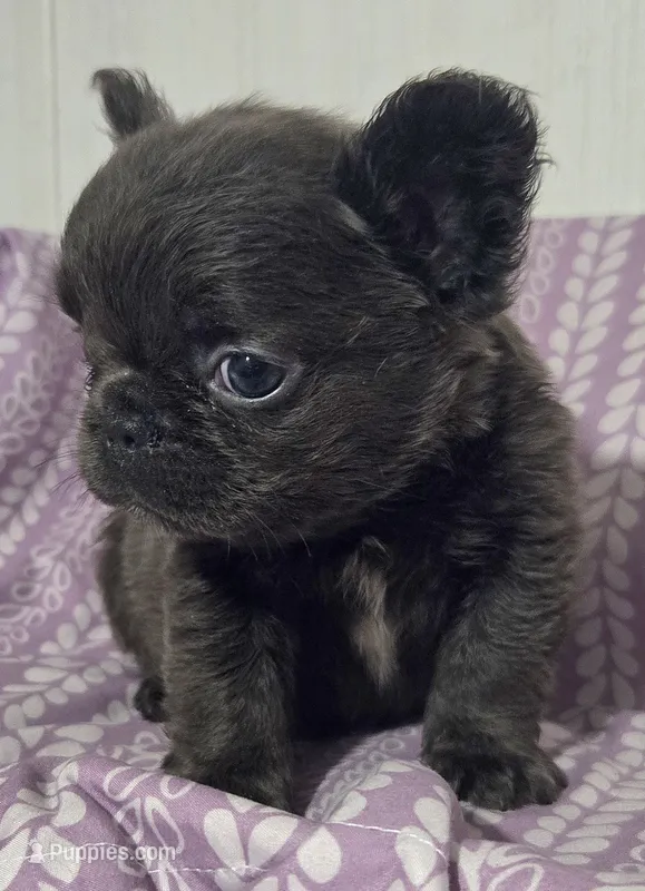 Blu FLUFFY boi – French Bulldog puppy for sale in Jacksonville, FL