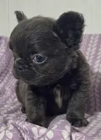 Blu FLUFFY boi, a male French Bulldog for sale in Jacksonville, FL – 1 of 1