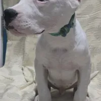 Wink M, a male Dogo Argentino for sale in Madera, CA – Photo 5 of 8