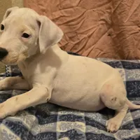 Wink M, a male Dogo Argentino for sale in Madera, CA – Photo 4 of 8