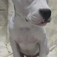 Wink M, a male Dogo Argentino for sale in Madera, CA – Photo 8 of 8