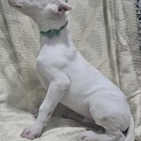 Wink M, a male Dogo Argentino for sale in Madera, CA – Photo 7 of 8