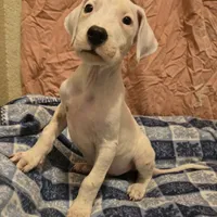 Wink M, a male Dogo Argentino for sale in Madera, CA – Photo 6 of 8