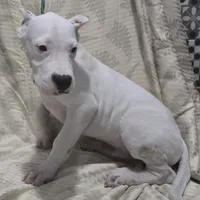 Wink M, a male Dogo Argentino for sale in Madera, CA – Photo 1 of 8