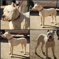 Wink M, a male Dogo Argentino for sale in Madera, CA – Photo 2 of 8