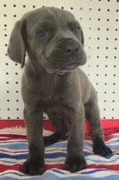 Getty Mage M, a male Cane Corso for sale in Madera, CA – Photo 3 of 10