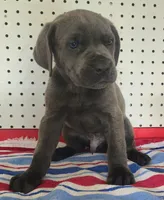 Getty Mage M, a male Cane Corso for sale in Madera, CA – Photo 5 of 10