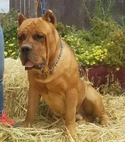 Getty Mage M, a male Cane Corso for sale in Madera, CA – Photo 7 of 10