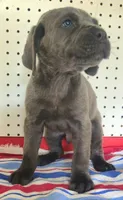 Getty Mage M, a male Cane Corso for sale in Madera, CA – Photo 4 of 10