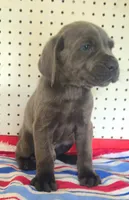 Getty Mage M, a male Cane Corso for sale in Madera, CA – Photo 2 of 10