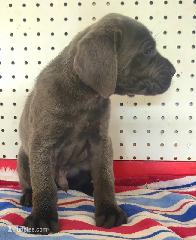 Getty Mage M – Cane Corso puppy for sale in Madera, CA