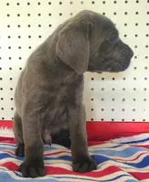 Getty Mage M, a male Cane Corso for sale in Madera, CA – Photo 1 of 10