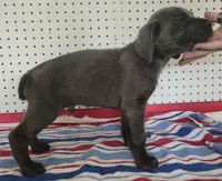 Getty Mage M, a male Cane Corso for sale in Madera, CA – Photo 6 of 10