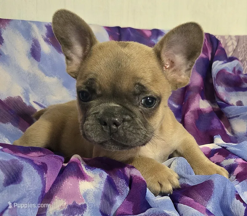 Blue fawn pink – French Bulldog puppy for sale in Jacksonville, FL