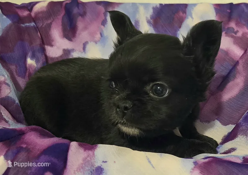 Black FLUFFY gurl – French Bulldog puppy for sale in Jacksonville, FL