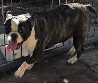 Sputnik PINK M, a male French Bulldog for sale in Madera, CA – 2 of 9