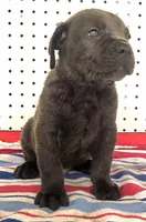 Getty Mage M, a male Cane Corso for sale in Madera, CA – 4 of 10