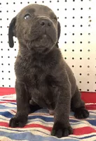 Getty Mage M, a male Cane Corso for sale in Madera, CA – 2 of 10
