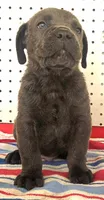 Getty Mage M, a male Cane Corso for sale in Madera, CA – 3 of 10