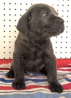 Getty Mage M, a male Cane Corso for sale in Madera, CA – 5 of 10