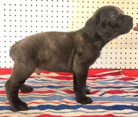 Getty Mage M, a male Cane Corso for sale in Madera, CA – 7 of 10
