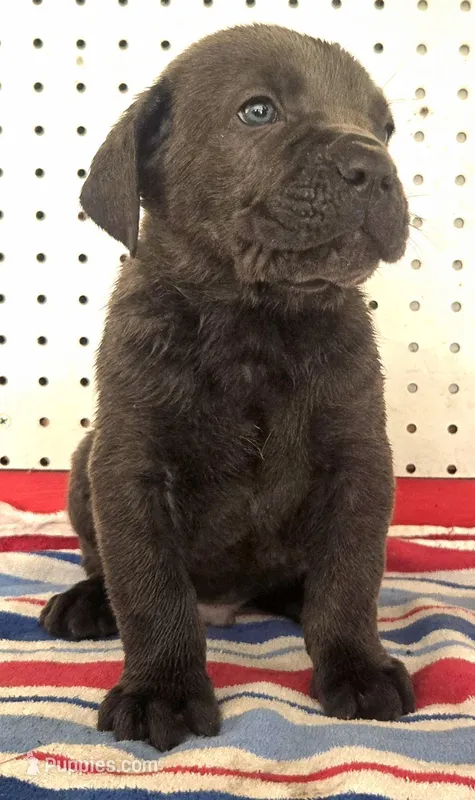 Getty Mage M – Cane Corso puppy for sale in Madera, CA