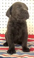 Getty Mage M, a male Cane Corso for sale in Madera, CA – 1 of 10