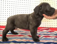 Getty Mage M, a male Cane Corso for sale in Madera, CA – 6 of 10