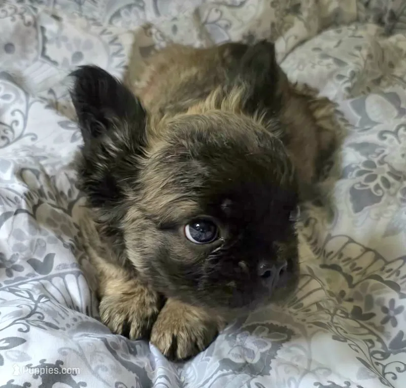Sable FLUFFY BOI – French Bulldog puppy for sale in Jacksonville, FL