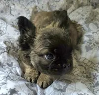 Sable FLUFFY BOI, a male French Bulldog for sale in Jacksonville, FL – 1 of 6