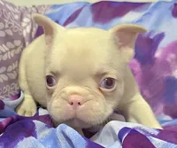 Pink Pink f, a female French Bulldog for sale in Jacksonville, FL – 2 of 3