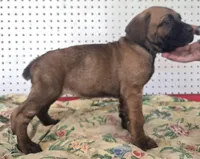 Getty Mage F, a female Cane Corso for sale in Madera, CA – 6 of 10