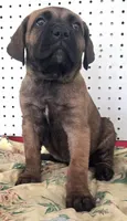 Getty Mage F, a female Cane Corso for sale in Madera, CA – 2 of 10