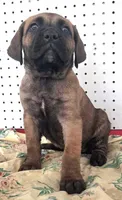 Getty Mage F, a female Cane Corso for sale in Madera, CA – 3 of 10