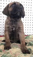 Getty Mage F, a female Cane Corso for sale in Madera, CA – 4 of 10