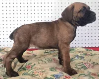 Getty Mage F, a female Cane Corso for sale in Madera, CA – 5 of 10