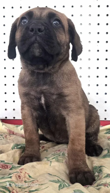 Getty Mage F – Cane Corso puppy for sale in Madera, CA