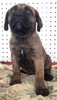 Getty Mage F, a female Cane Corso for sale in Madera, CA – 1 of 10